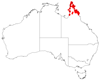<i>Hakea pedunculata</i> Species of plant in the family Proteaceae endemic to north Queensland, Australia