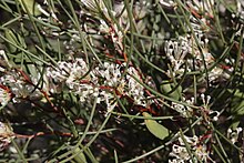 Hakea trifurcata-Two-leaf Hakea.JPG