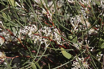 Hakea trifurcata