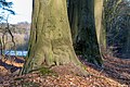 * Nomination Trees in the “Naturpark Hohe Mark” in Haltern am See, North Rhine-Westphalia, Germany --XRay 04:37, 14 March 2018 (UTC) * Promotion Good quality IMO --PJDespa 17:07, 14 March 2018 (UTC)