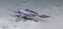 Harriotta raleighana. Golfo de México 2012.jpg
