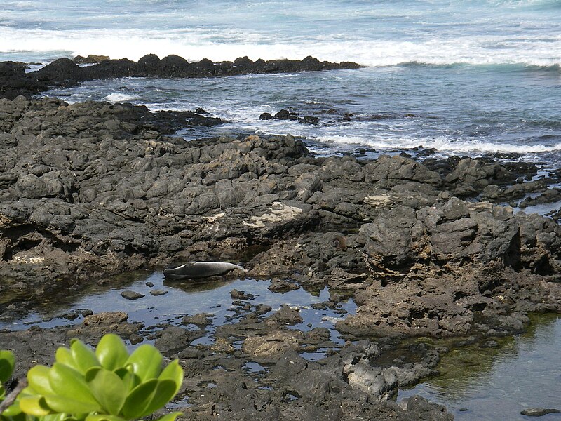 File:Hawaiian Monk Seal at Kaena Point.jpg