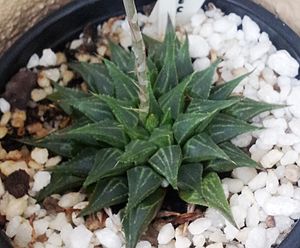 Haworthia heidelbergensis var heidelbergensis 5.jpg