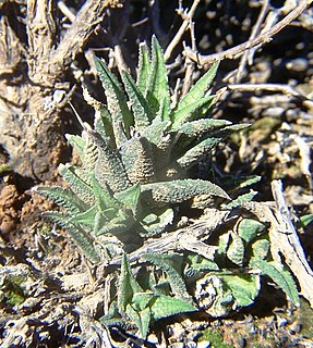 <i>Haworthiopsis granulata</i> Species of succulent
