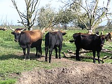 Heck cattle were bred in the 1920s to resemble the aurochs. Heckrund4.JPG