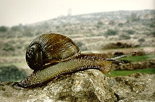 <i>Helix aperta</i> species of mollusc