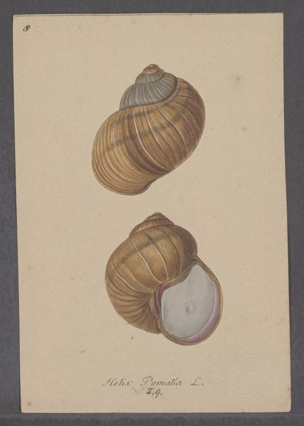 File:Helix pomatia - - Print - Iconographia Zoologica - Special Collections University of Amsterdam - UBAINV0274 089 01 0010.tif