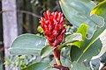 * Nomination Red ginger (Alpinia purpurata). --Syed07 14:51, 22 October 2018 (UTC) * Decline  Oppose Background is distracting and noisy --Daniel Case 03:37, 30 October 2018 (UTC)