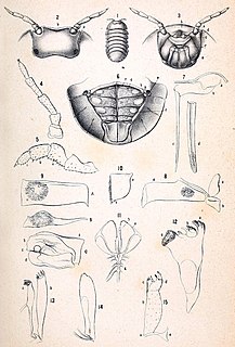 <i>Helleria brevicornis</i> Species of woodlice