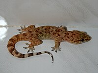 Hemidactylus turcicus-İsrail2010.jpg