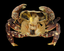 Hemigrapsus nudus from Coos Bay, Oregon, with carapace removed to show the entoniscid Portunion conformis - journal.pone.0035350.g001-F.png