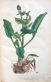 Herbarum vivae eicones-1-11-061.png