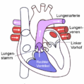 Herz Lungenkreislauf.png