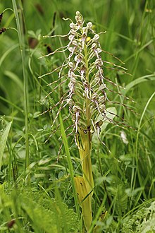 Himantoglossum hircinum LC0347.jpg