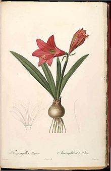 Hippeastrum reginae (2) .jpg