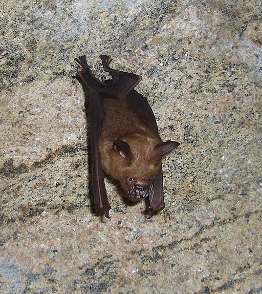 a leaf-nosed bat on the cave