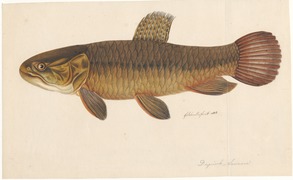 Hoplerythrinus unitaeniatus is a host of Q nickoli and Q. torquatus