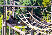 A structure built for baboons at the Oakland Zoo Hose2Habitat Oakland Zoo (48431016721).jpg