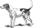 Hound (Fox-hound) (PSF).png