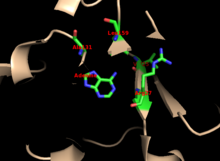 Residues A131, L159, V25, and R27 are important for purine specificity in human APRTase. Human APRTase, adenine binding site.png