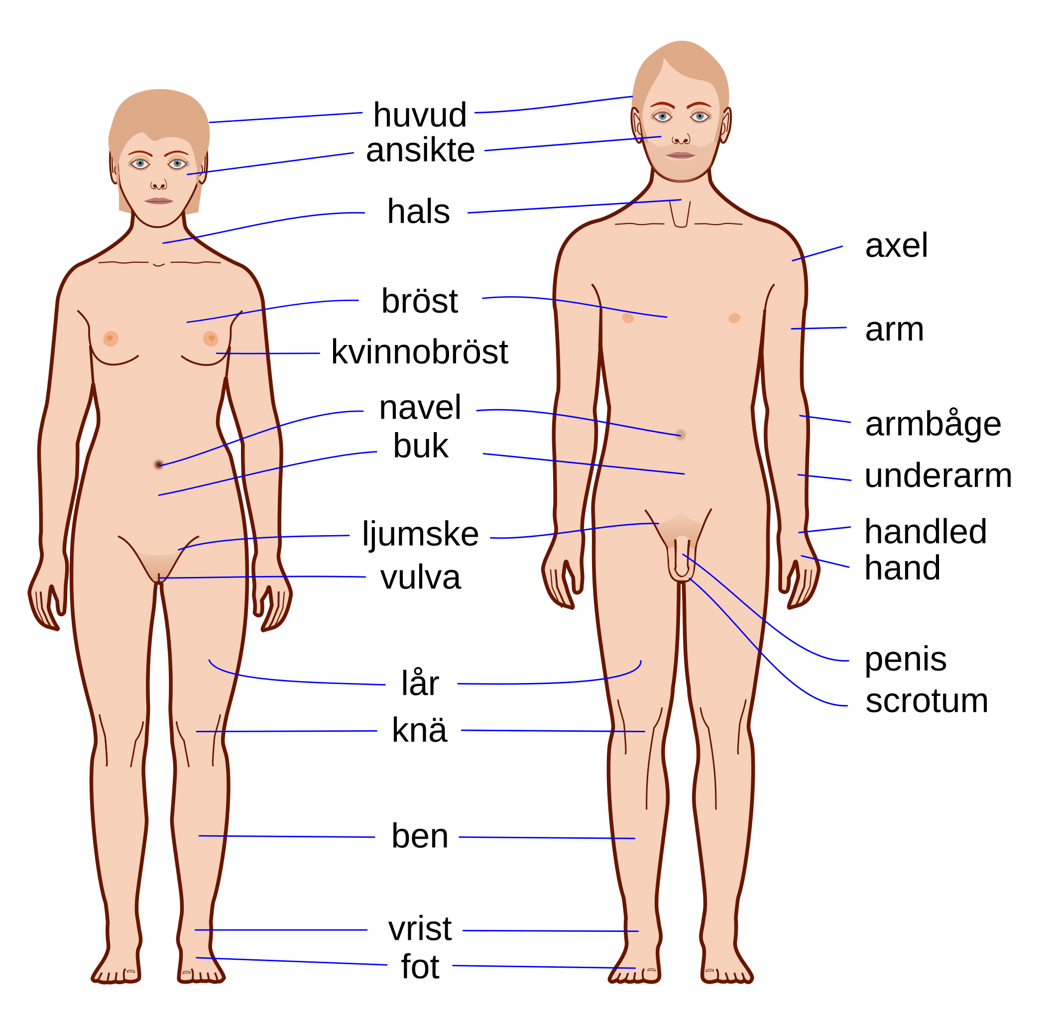 File:Human body features-sv.svg - Wikipedia