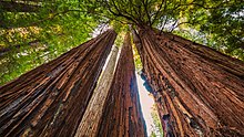 Dicht stehende Sequoien im Humboldt Redwoods State Park (Kalifornien)