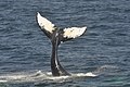 Humpback Whale - Bar Harbor, Maine - 7.jpg