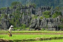 Hutan Kars Rammang-rammang3.jpg