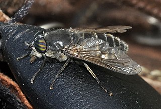 <i>Hybomitra auripila</i> Species of fly