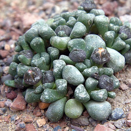 Aloinopsis schooneesii