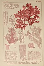 Thumbnail for File:Icones of Japanese algae (Pl. LXXVIII) (6050471782).jpg