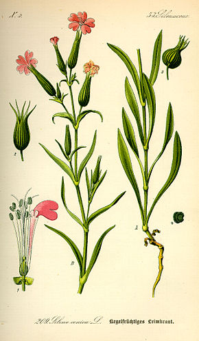 Descrizione dell'immagine Illustration Silene conica0.jpg.