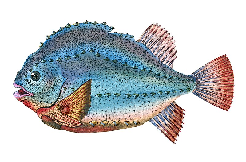 File:Illustration from The Natural History of British Fishes (1802) by Edward Donovan, digitally enhanced by rawpixel-com 10.jpg