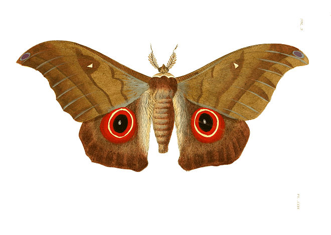Illustrations of Exotic Entomology III 24.jpg