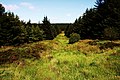 In the Slieveanorra Forest - geograph-2818855.jpg