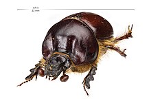 Образец насекомых из коллекции LAKE (34185314045) .jpg