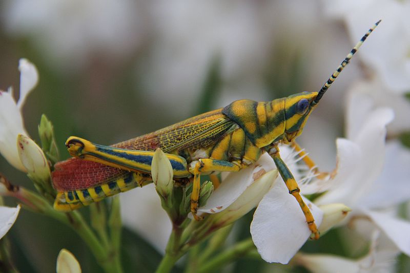 File:Insect on flowers.jpg