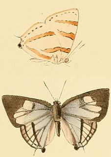 <i>Iolaus aphnaeoides</i> species of insect