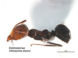 Iridomyrmex discors