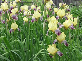 Iris flowers.JPG