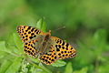 Issoria lathonia Queen of Spain Fritillary İspanyol Kraliçesi