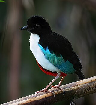 <span class="mw-page-title-main">Ivory-breasted pitta</span> Species of bird