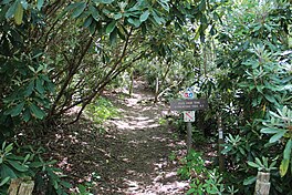 Jacks Knob Trail, Brasstown Bald, May 2019.jpg