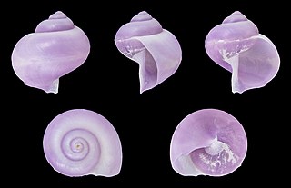 <i>Janthina umbilicata</i> Species of gastropod