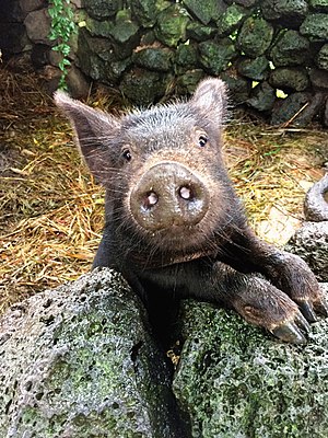 Jeju Black pig.jpg