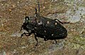 Jewel Beetle (Chrysobothris affinis) (9086362016).jpg