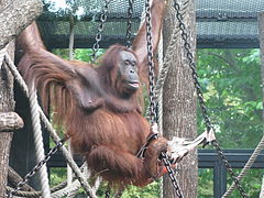 Théodora, l'une des cinq orangs-outans de Bornéo.