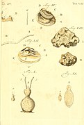 Jobi Basteri med. doct., Acad. Caes. Opuscula subseciva - observationes miscellaneas de animalculis et plantis, quibusdam marinis, eorumque ovariis et seminibus continentia (1760) (14766399871).jpg