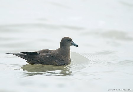 Jouanin's Petrel.jpg