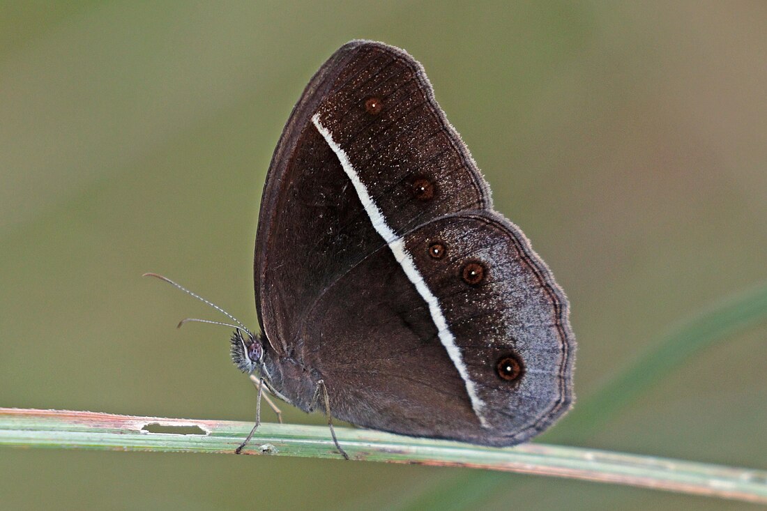 Orsotriaena medus